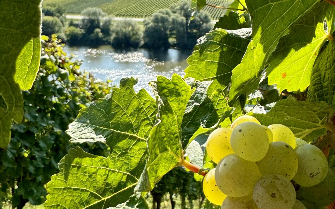 Mosel-Riesling